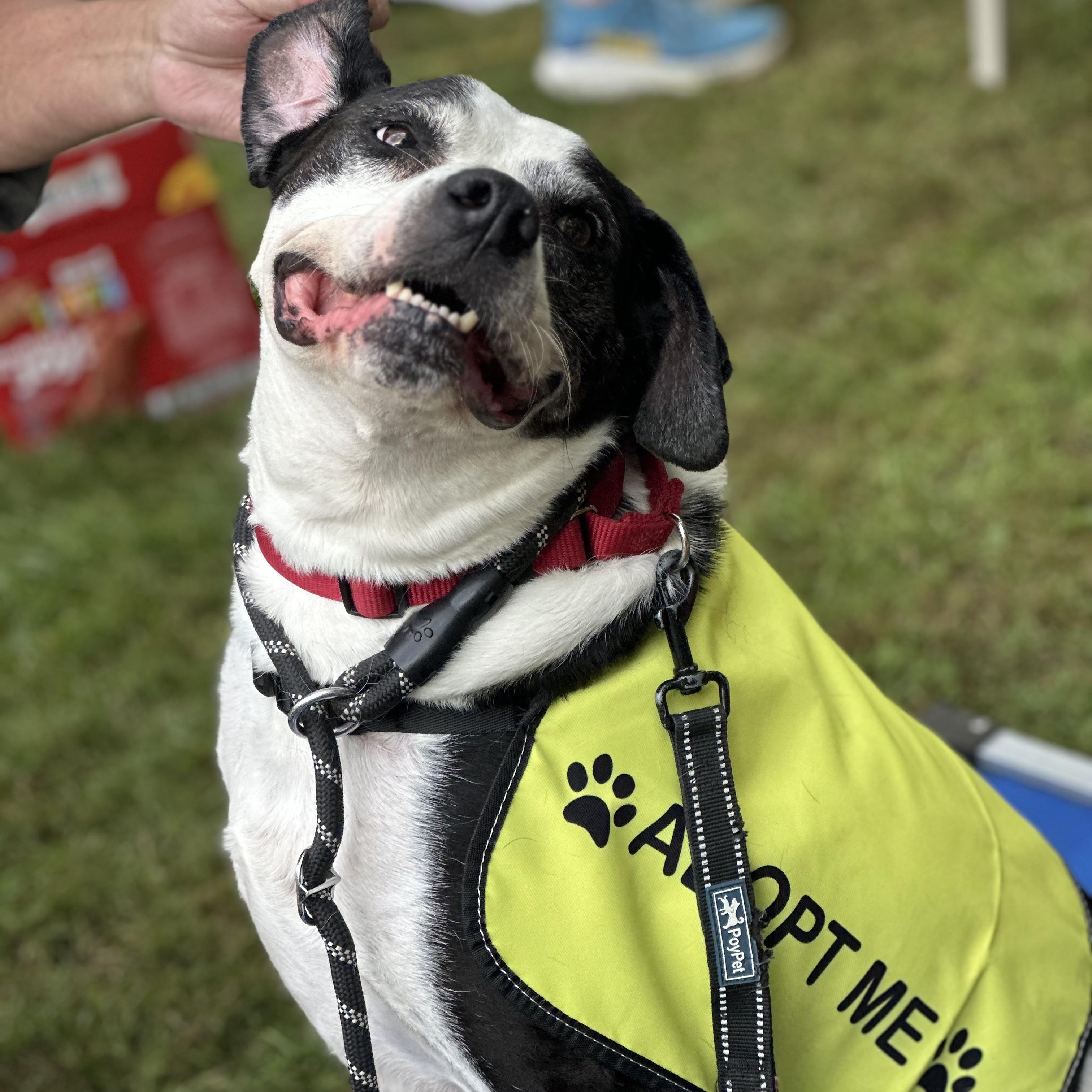 Enlarge Humphrey, a Adoptable mixed breed in West Milford, NJ image 1/6