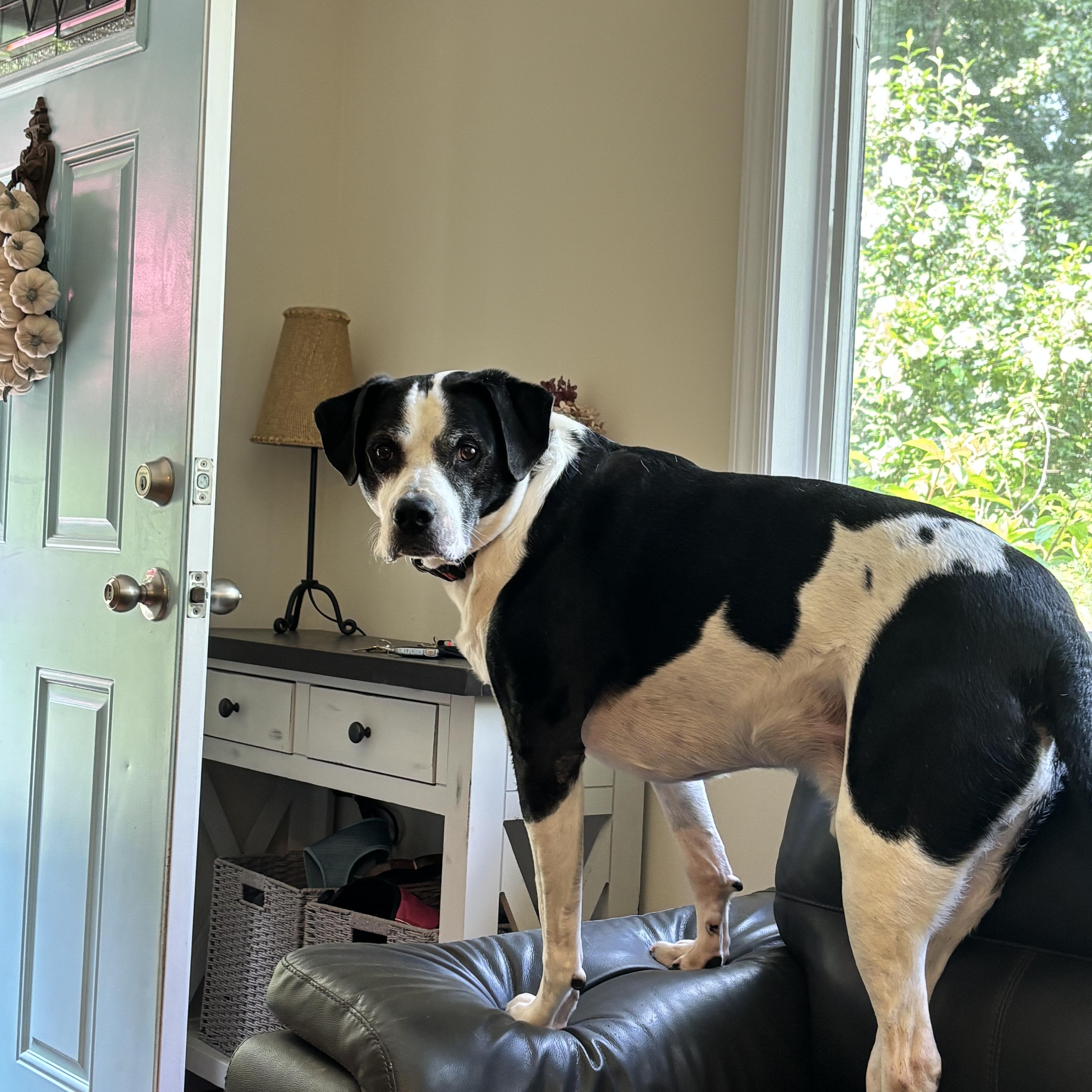 Enlarge Humphrey, a ADOPTABLE mixed breed in West Milford, NJ image 5/6