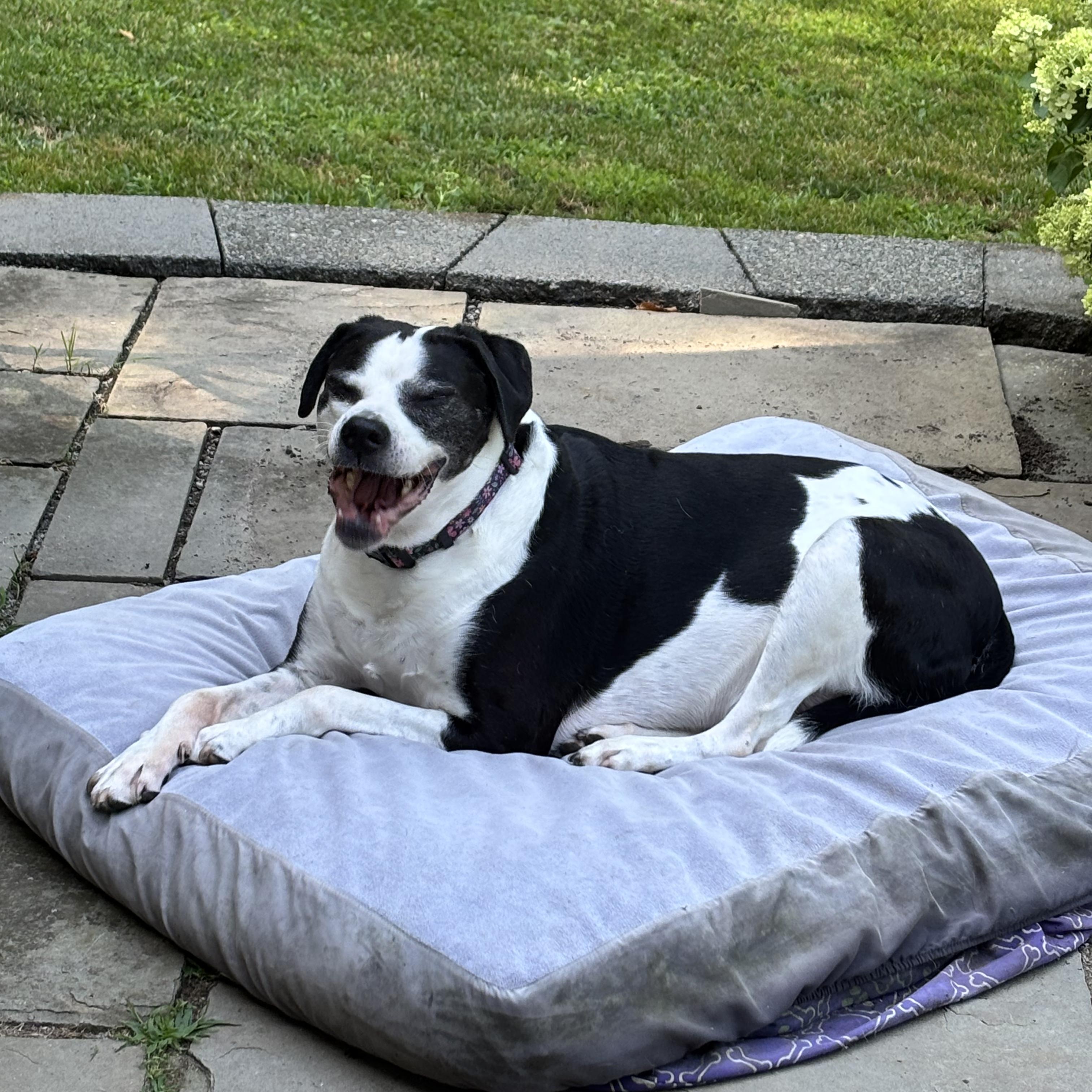 Enlarge Humphrey, a ADOPTABLE mixed breed in West Milford, NJ image 4/6