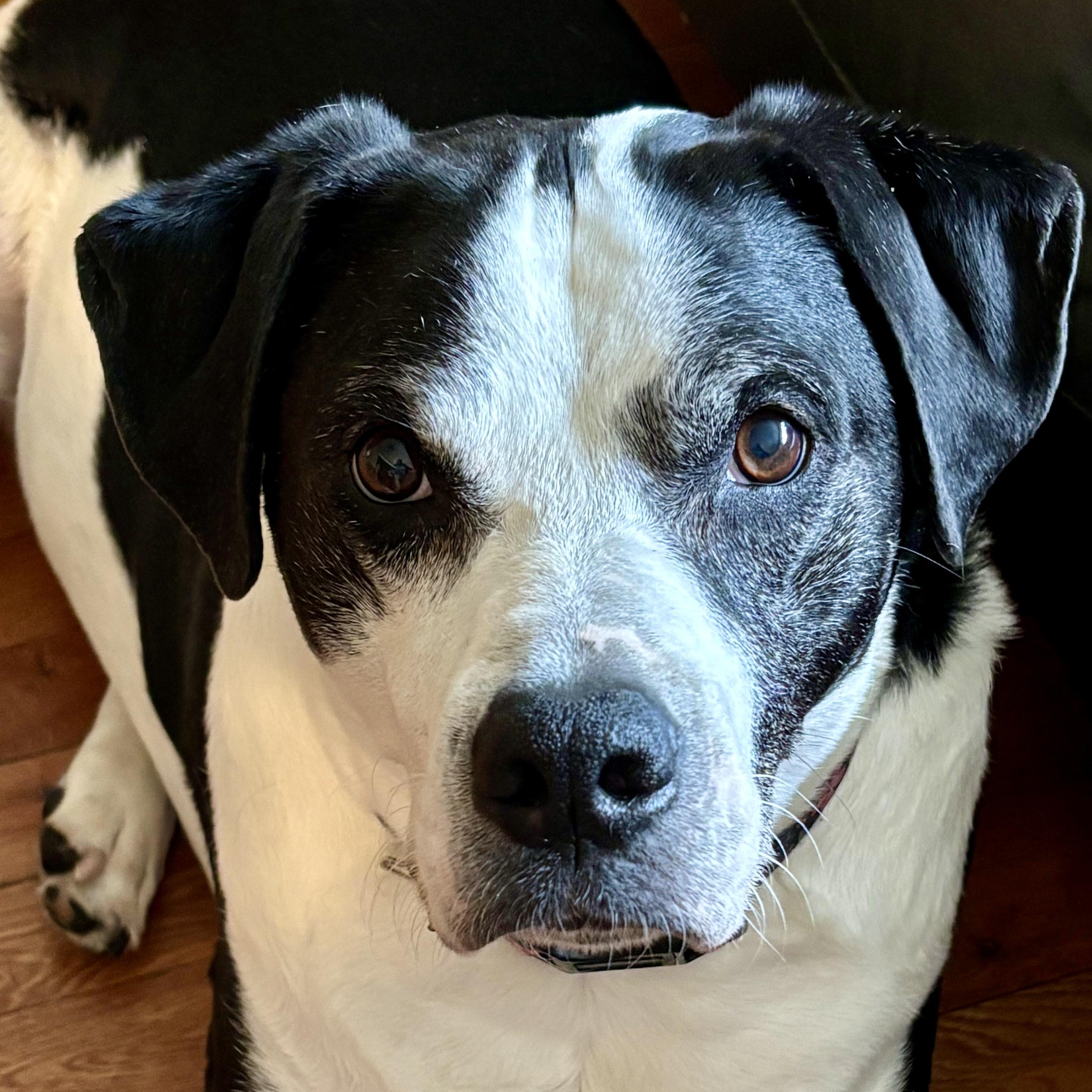Humphrey, ADOPTABLE, Adult Male Boxer & Labrador Retriever.