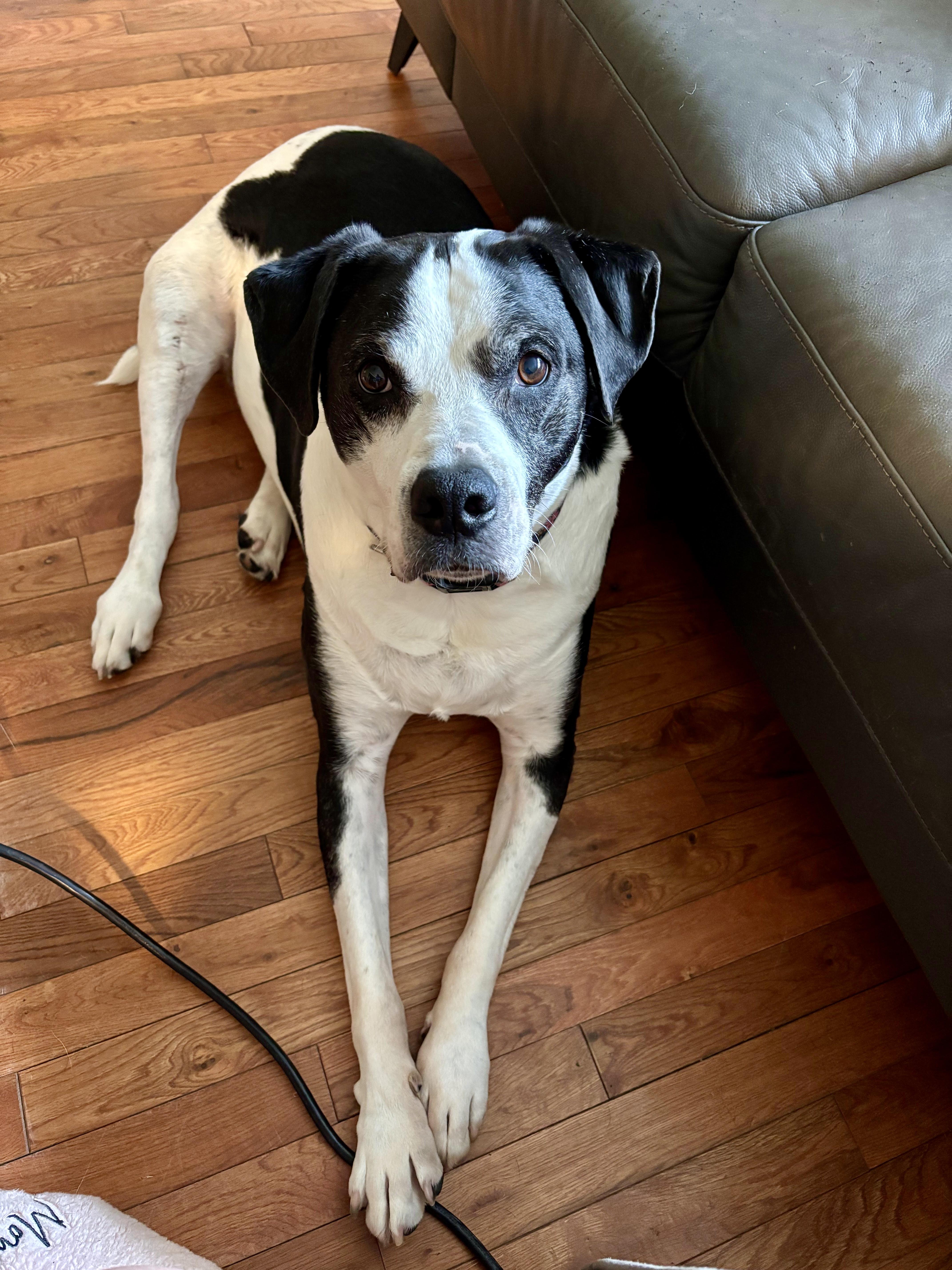 Humphrey, a ADOPTABLE mixed breed in West Milford, NJ image 5/6