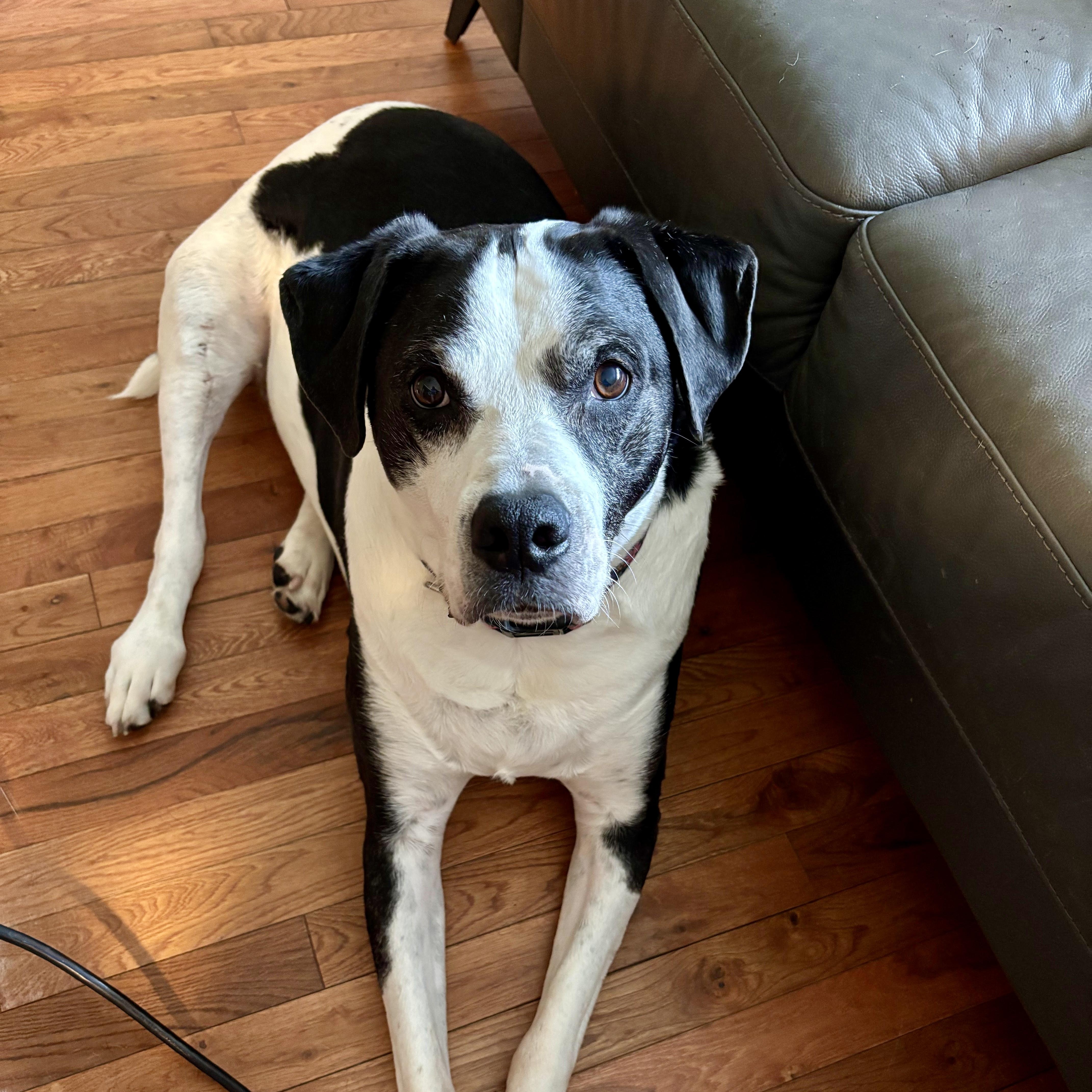 Enlarge Humphrey, a ADOPTABLE mixed breed in West Milford, NJ image 1/6