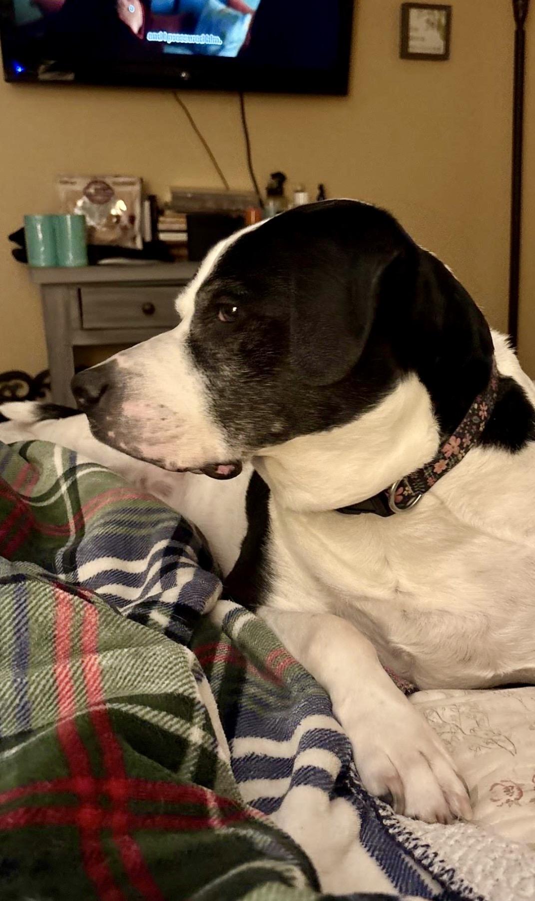 Humphrey, a ADOPTABLE mixed breed in West Milford, NJ image 4/6