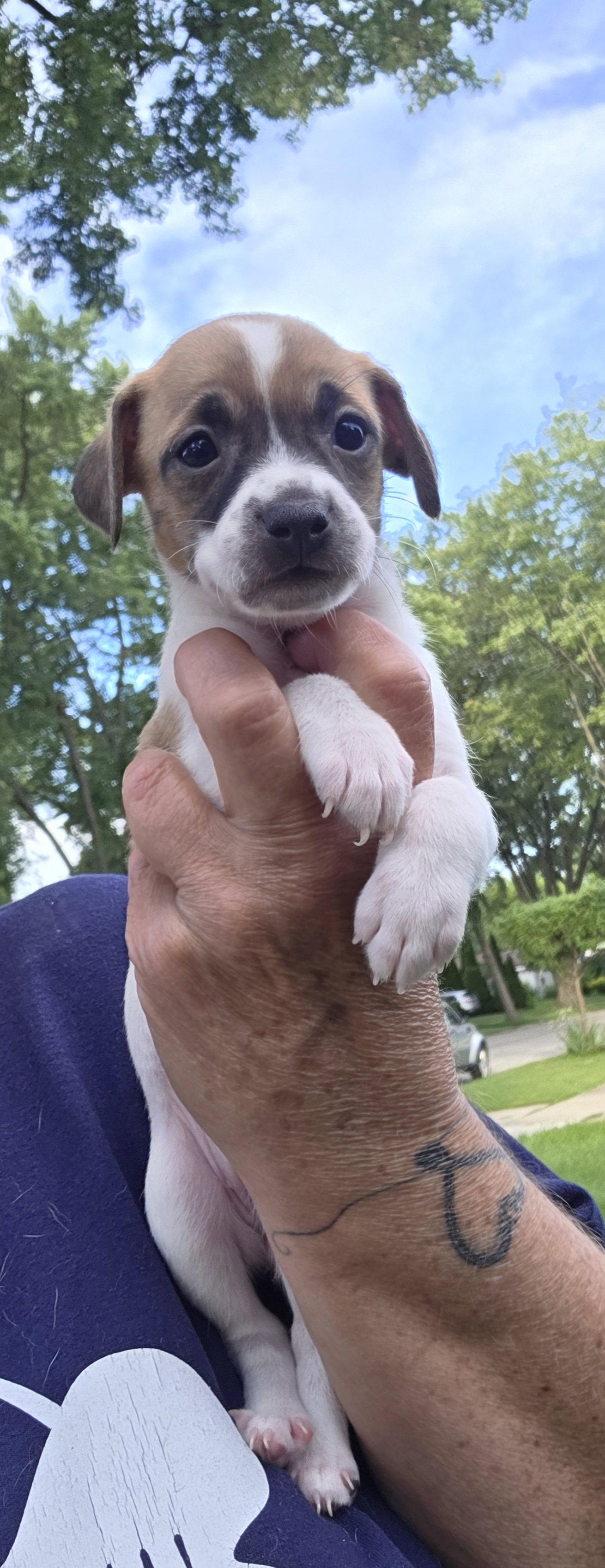 Bali, Adoptable, Puppy Female Rat Terrier.