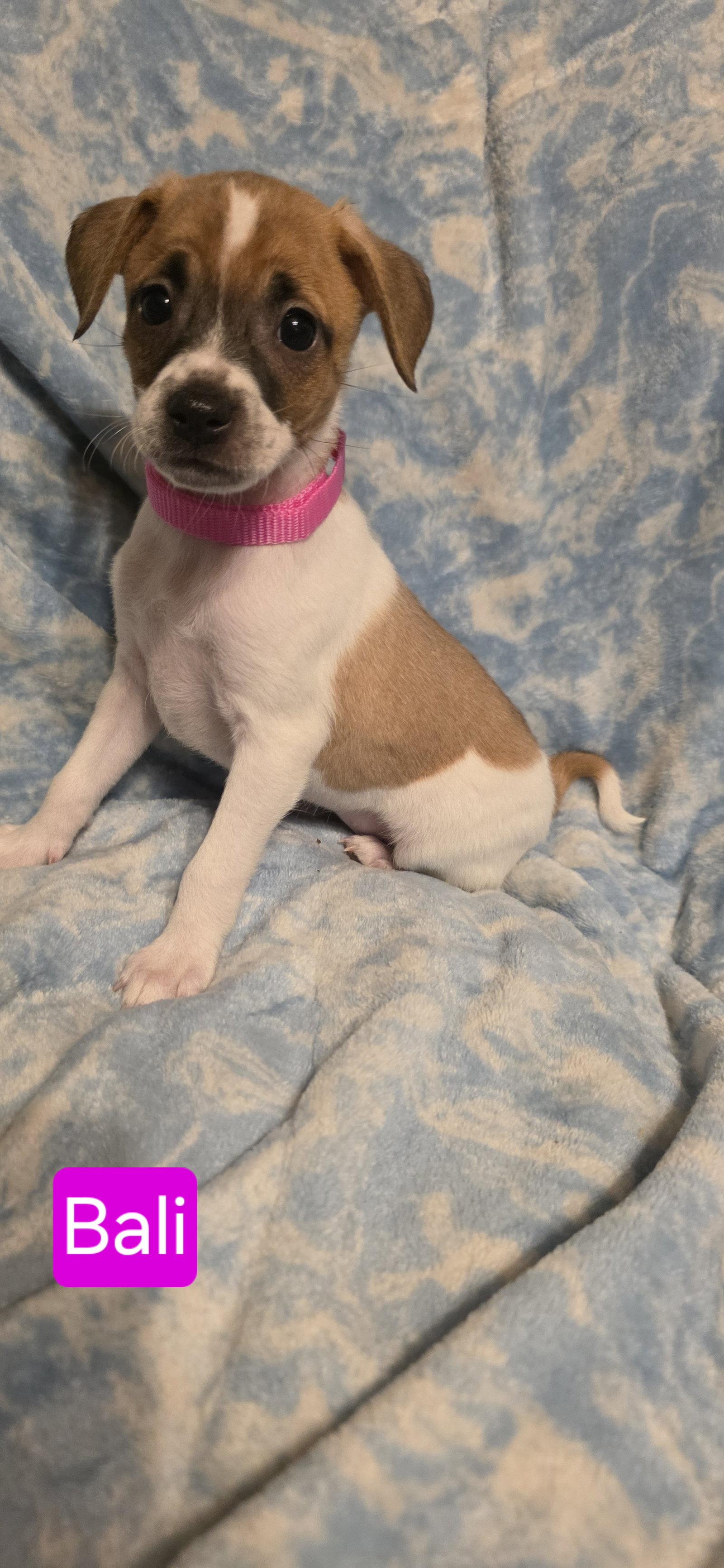 Bali, a Adoptable Rat Terrier in Elgin, IL image 2/2