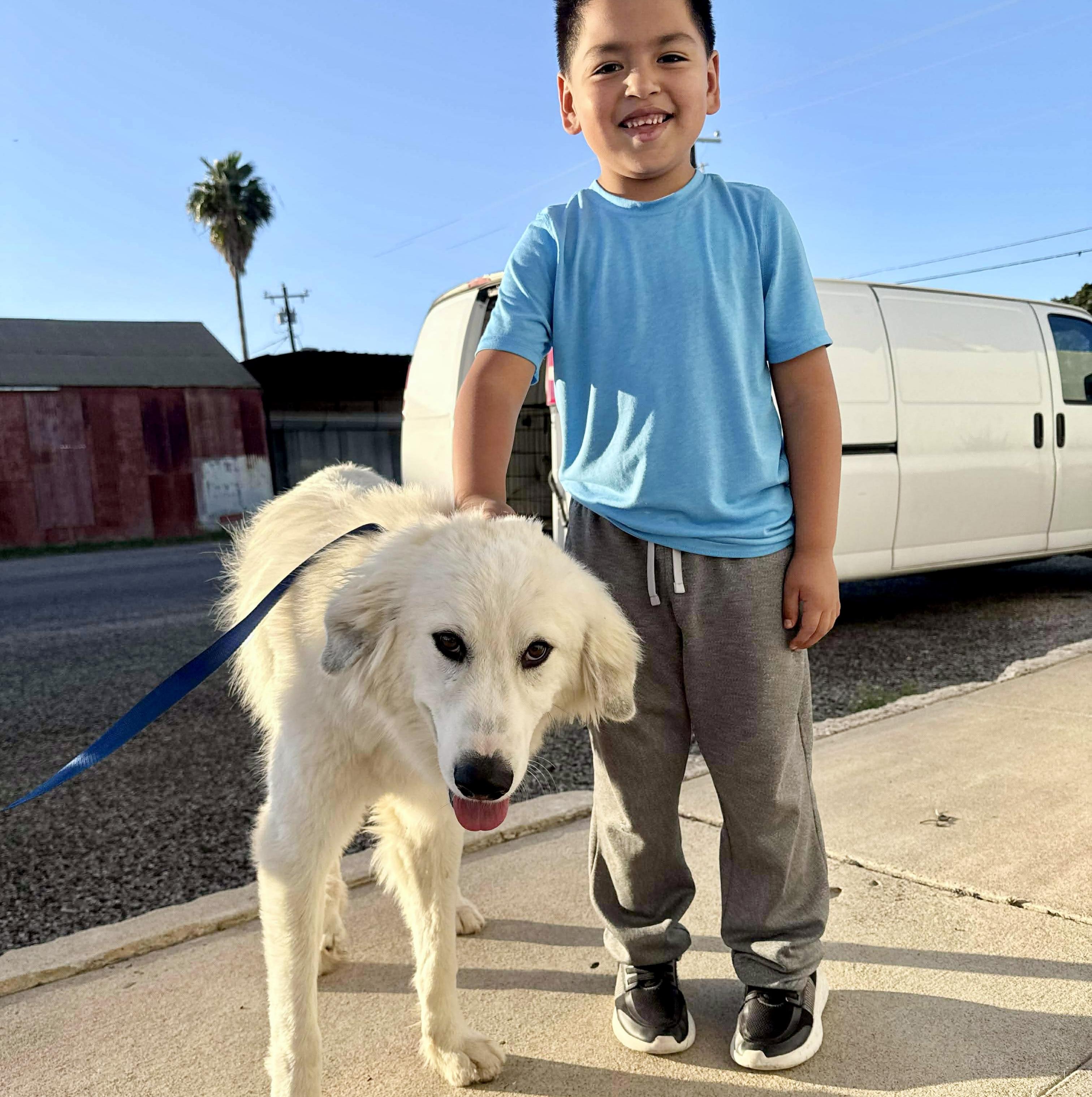 Dak, ADOPTABLE, Young Male Golden Retriever & Great Pyrenees.