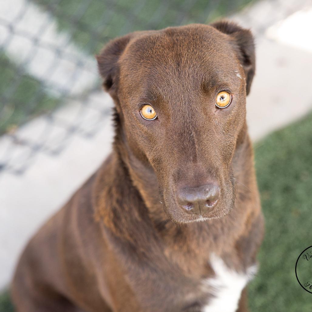 Enlarge Georgia, a Adoptable mixed breed in Abilene, TX image 1/4