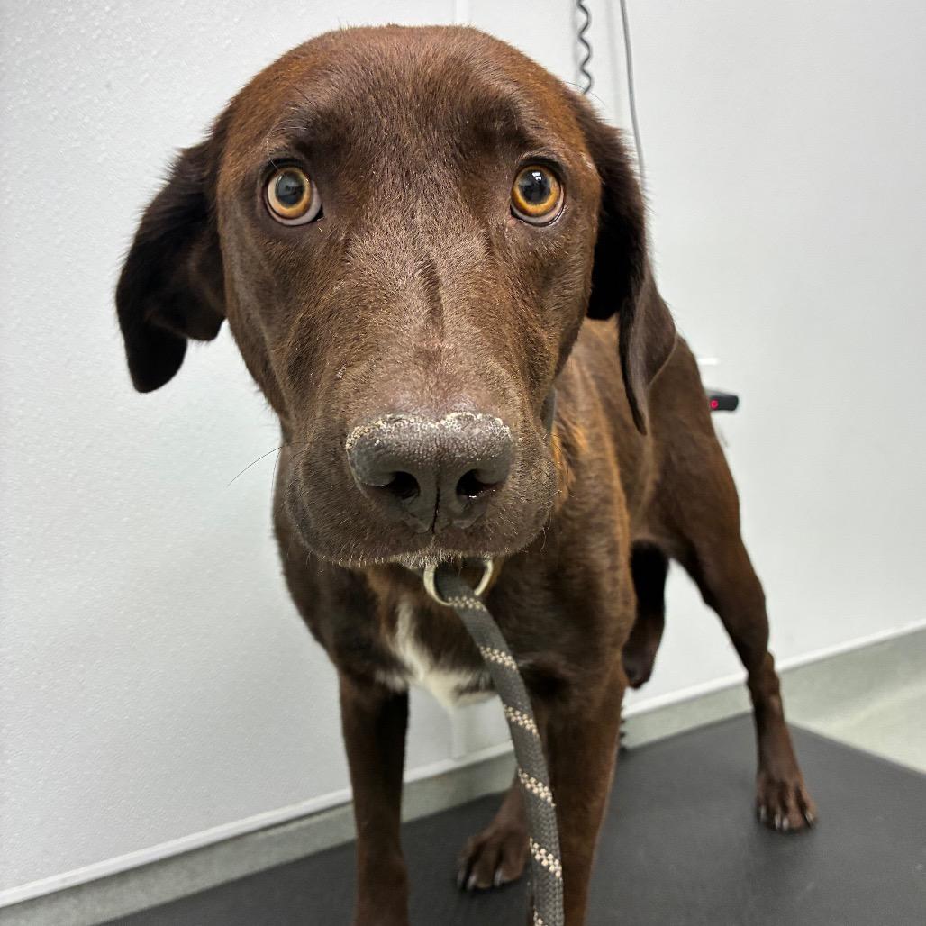 Enlarge Georgia, a Adoptable mixed breed in Abilene, TX image 2/4