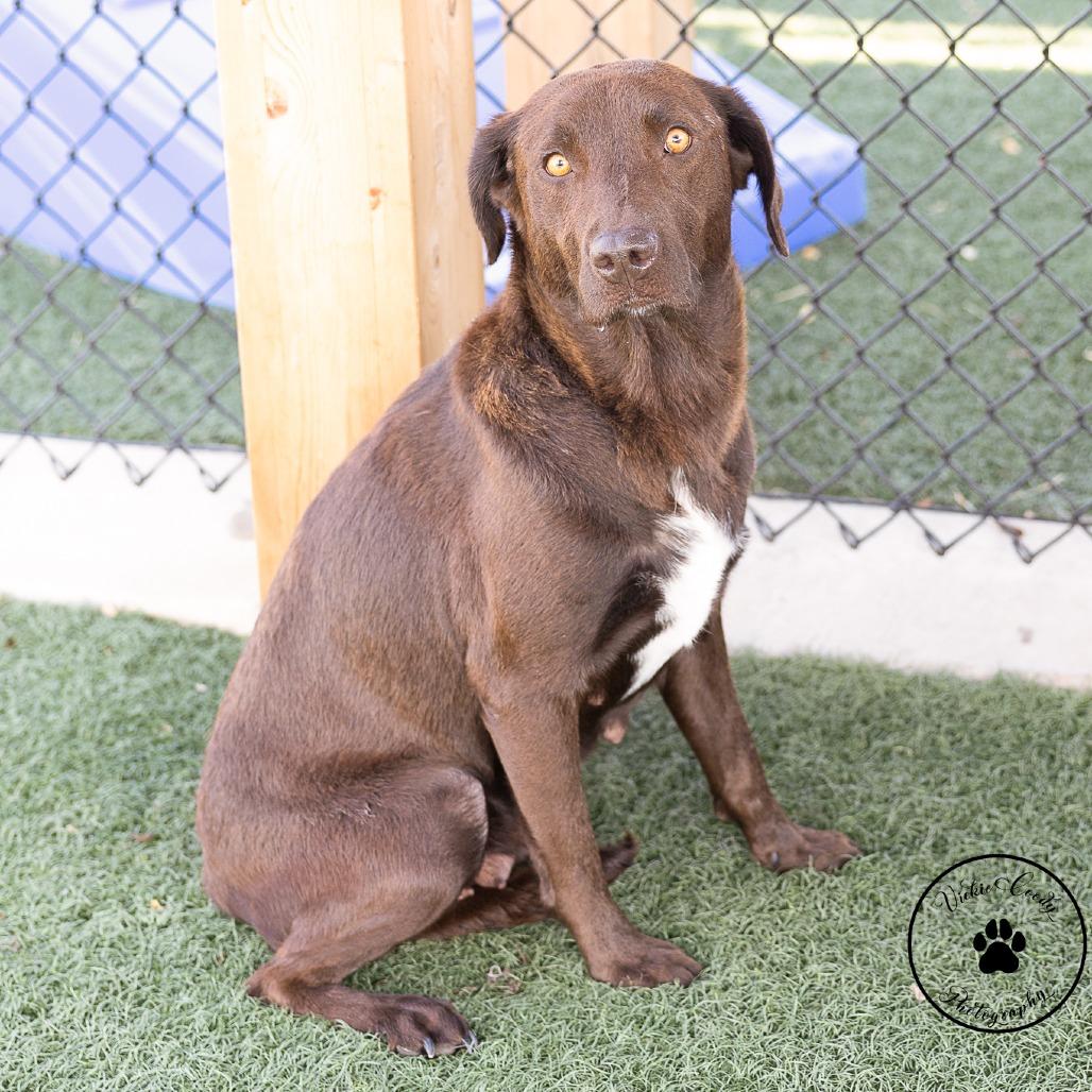 Enlarge Georgia, a Adoptable mixed breed in Abilene, TX image 3/4