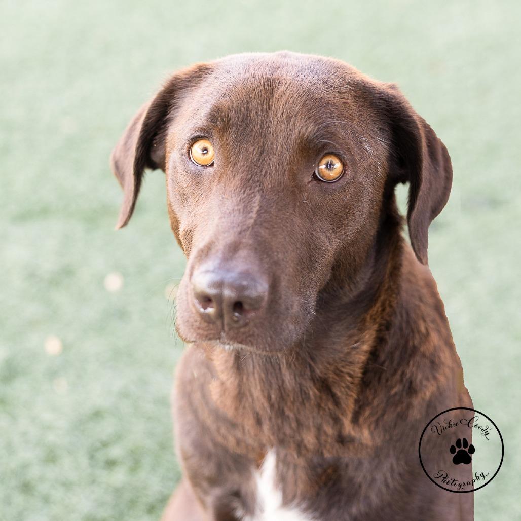 Enlarge Georgia, a Adoptable mixed breed in Abilene, TX image 4/4