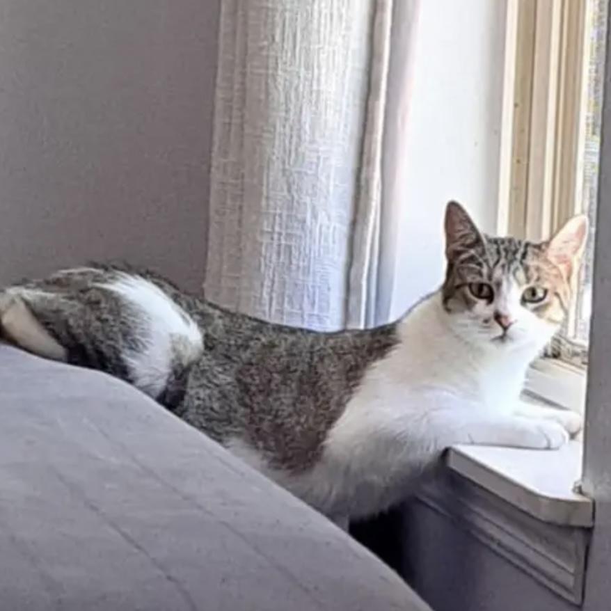 Charlie, a Adoptable Domestic Short Hair in Lake Geneva, WI image 5/6