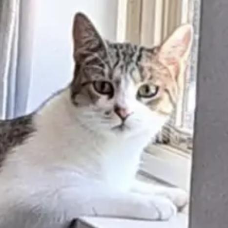 Charlie, a Adoptable Domestic Short Hair in Lake Geneva, WI image 1/6