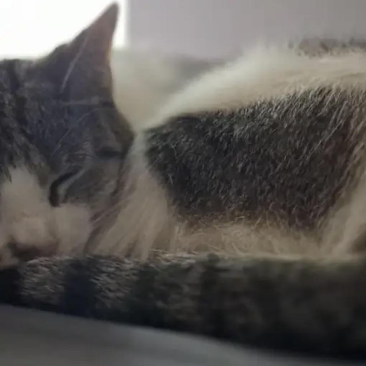 Charlie, a Adoptable Domestic Short Hair in Lake Geneva, WI image 3/6