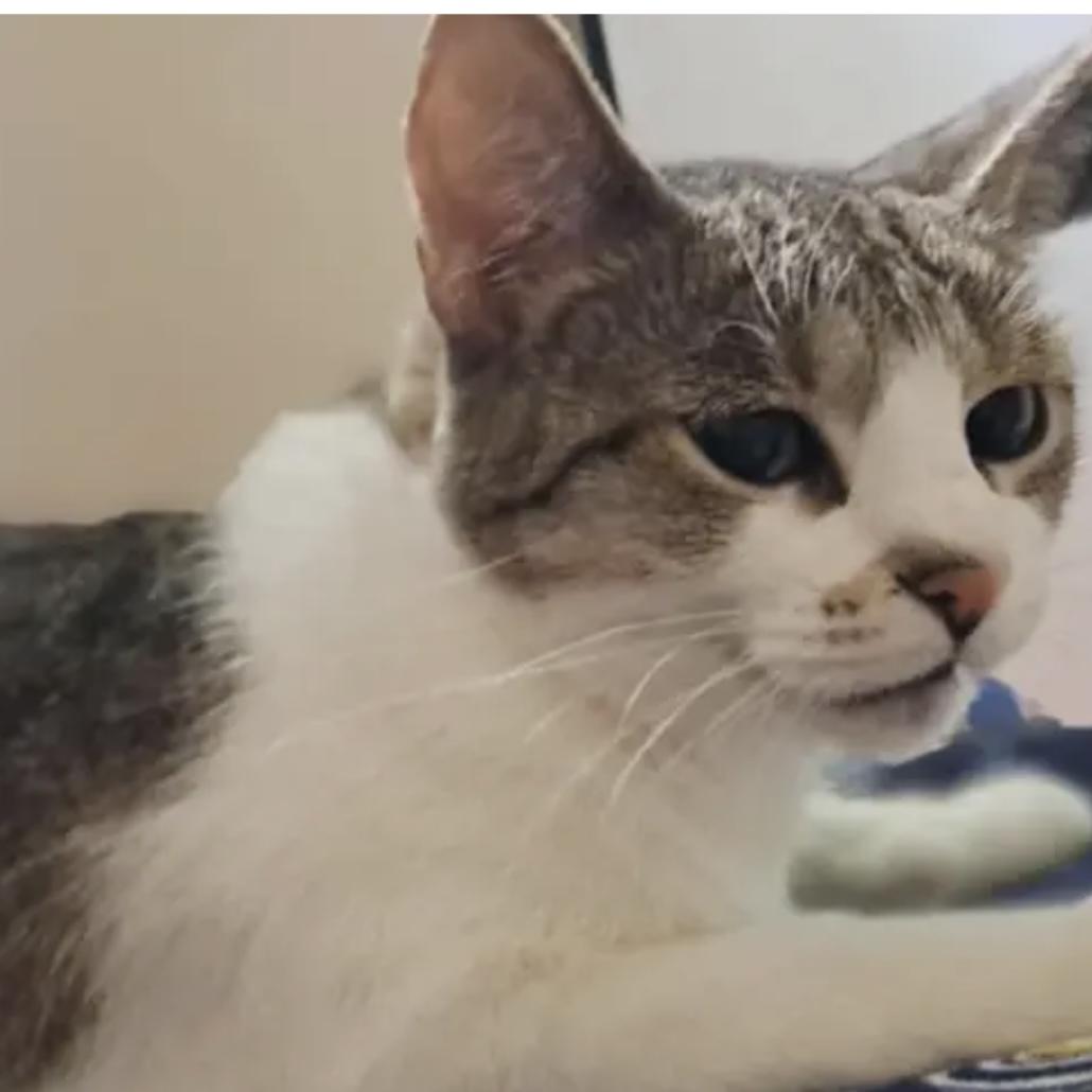 Charlie, a Adoptable Domestic Short Hair in Lake Geneva, WI image 6/6