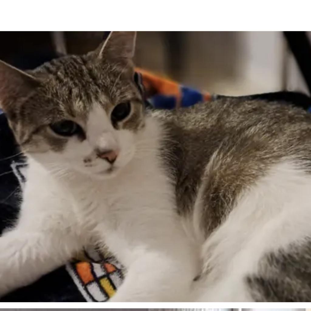 Charlie, a Adoptable Domestic Short Hair in Lake Geneva, WI image 4/6