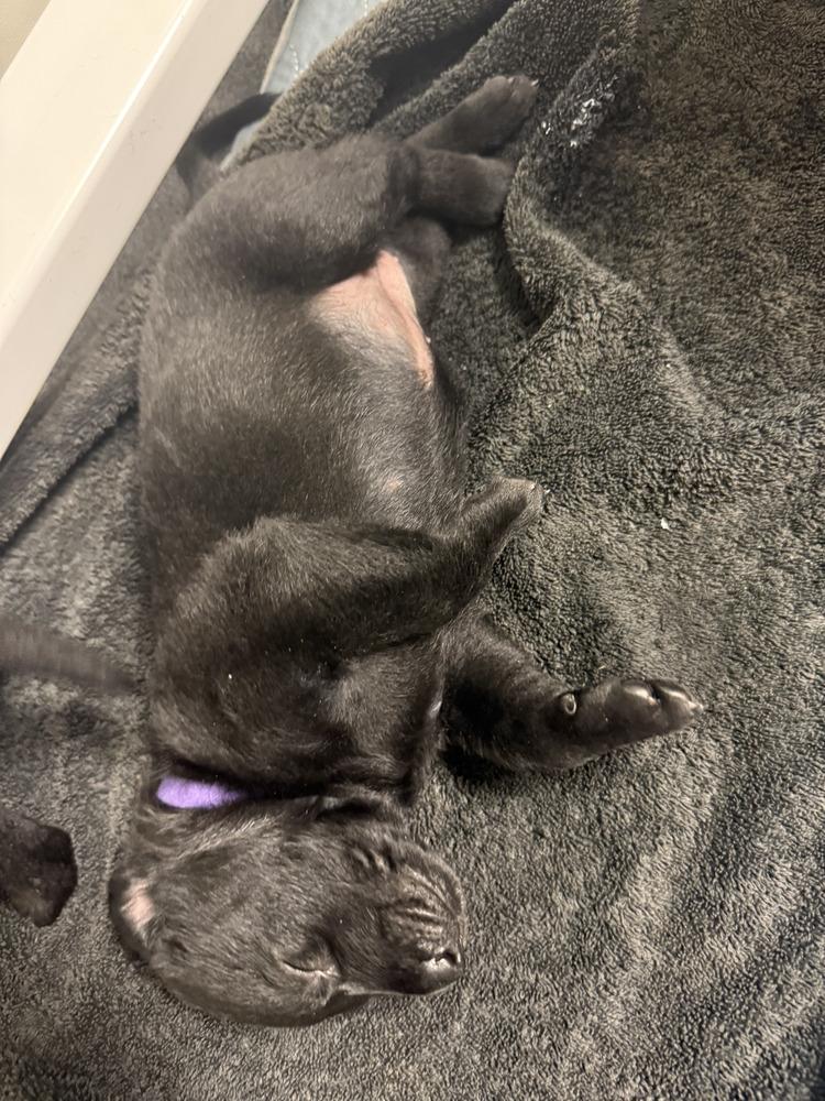 Lakeland Lookers - Nyra - Located in FL