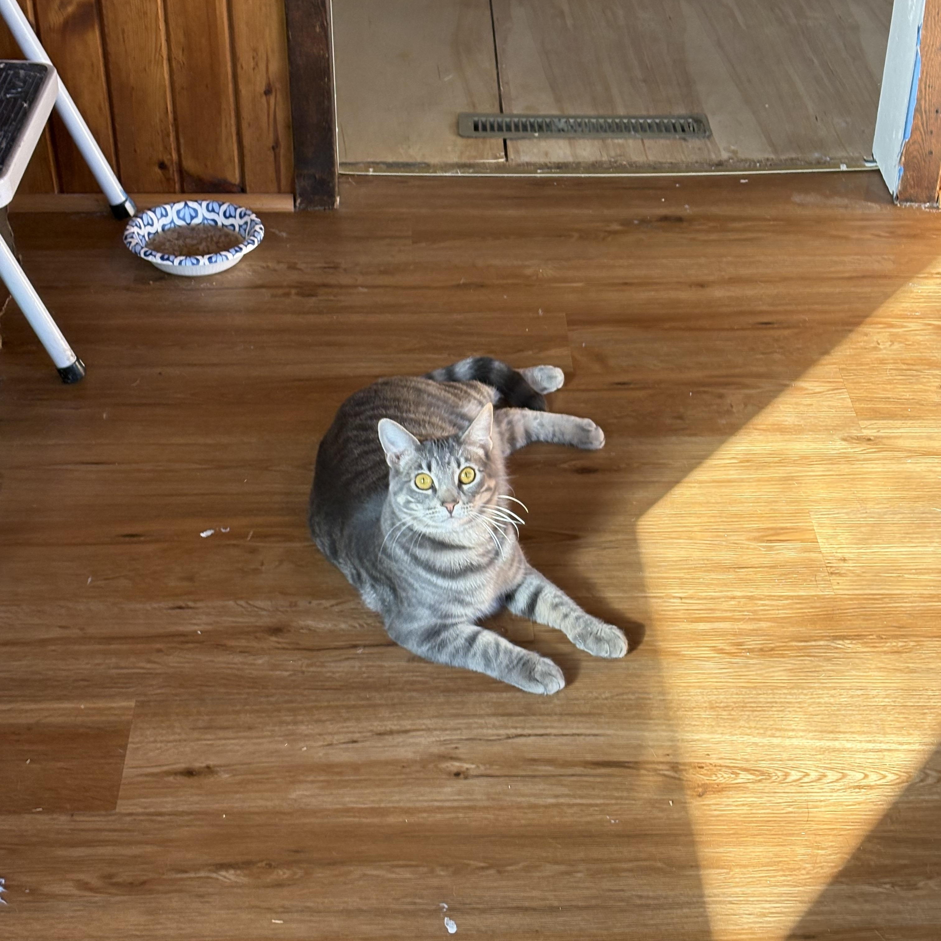 Benji, a Adoptable Domestic Short Hair in Warrenville, IL image 3/5