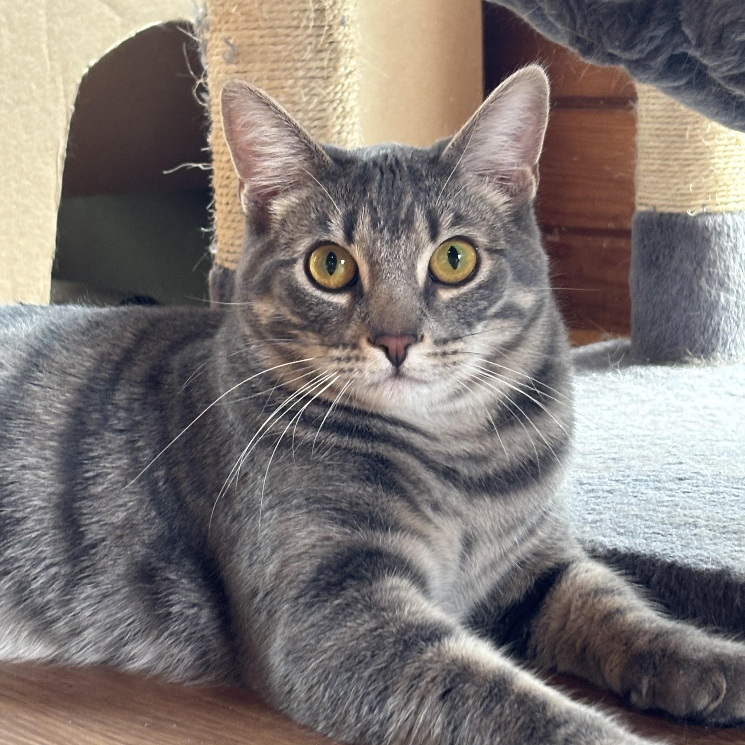 Benji, a Adoptable Domestic Short Hair in Warrenville, IL image 1/5