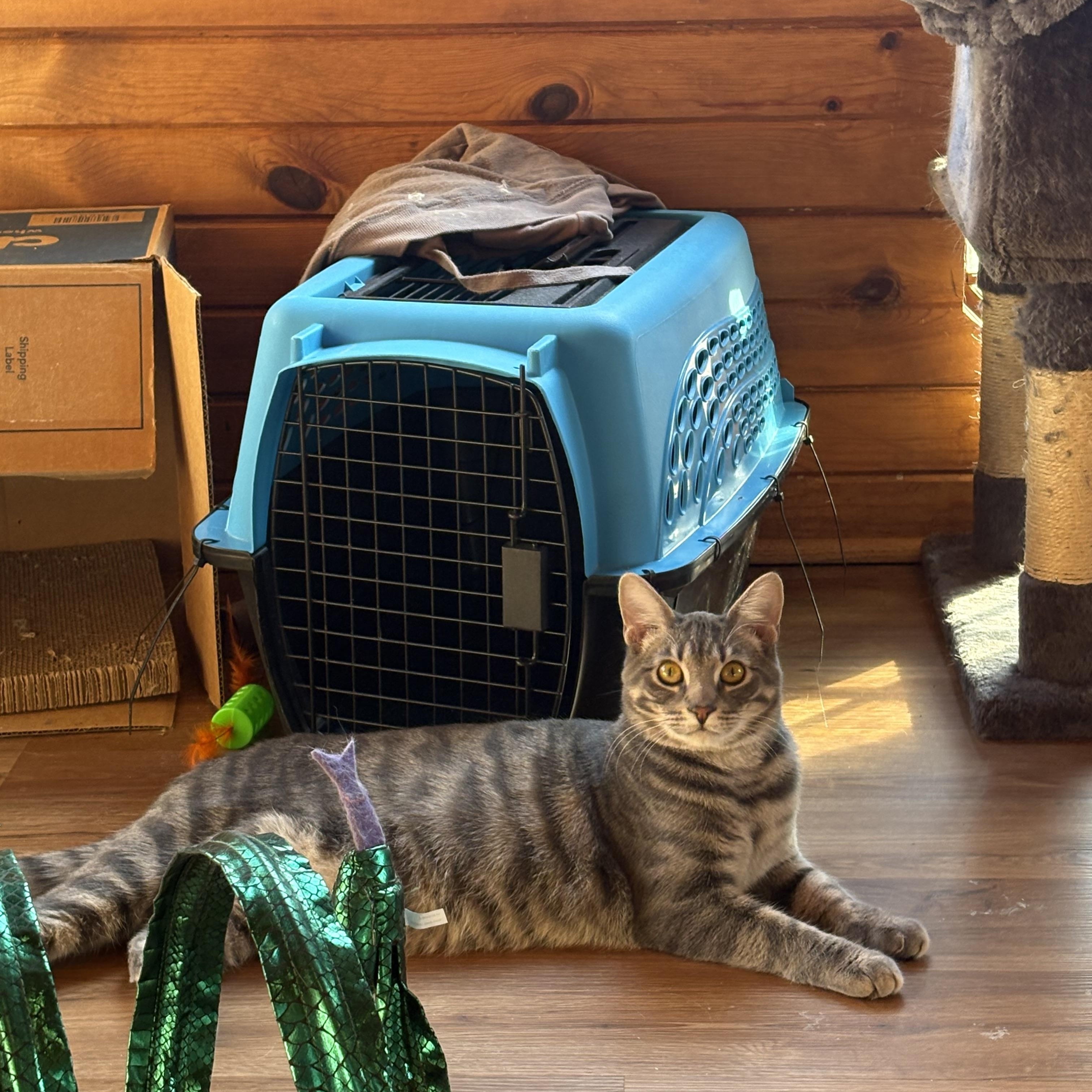 Benji, a Adoptable Domestic Short Hair in Warrenville, IL image 4/5