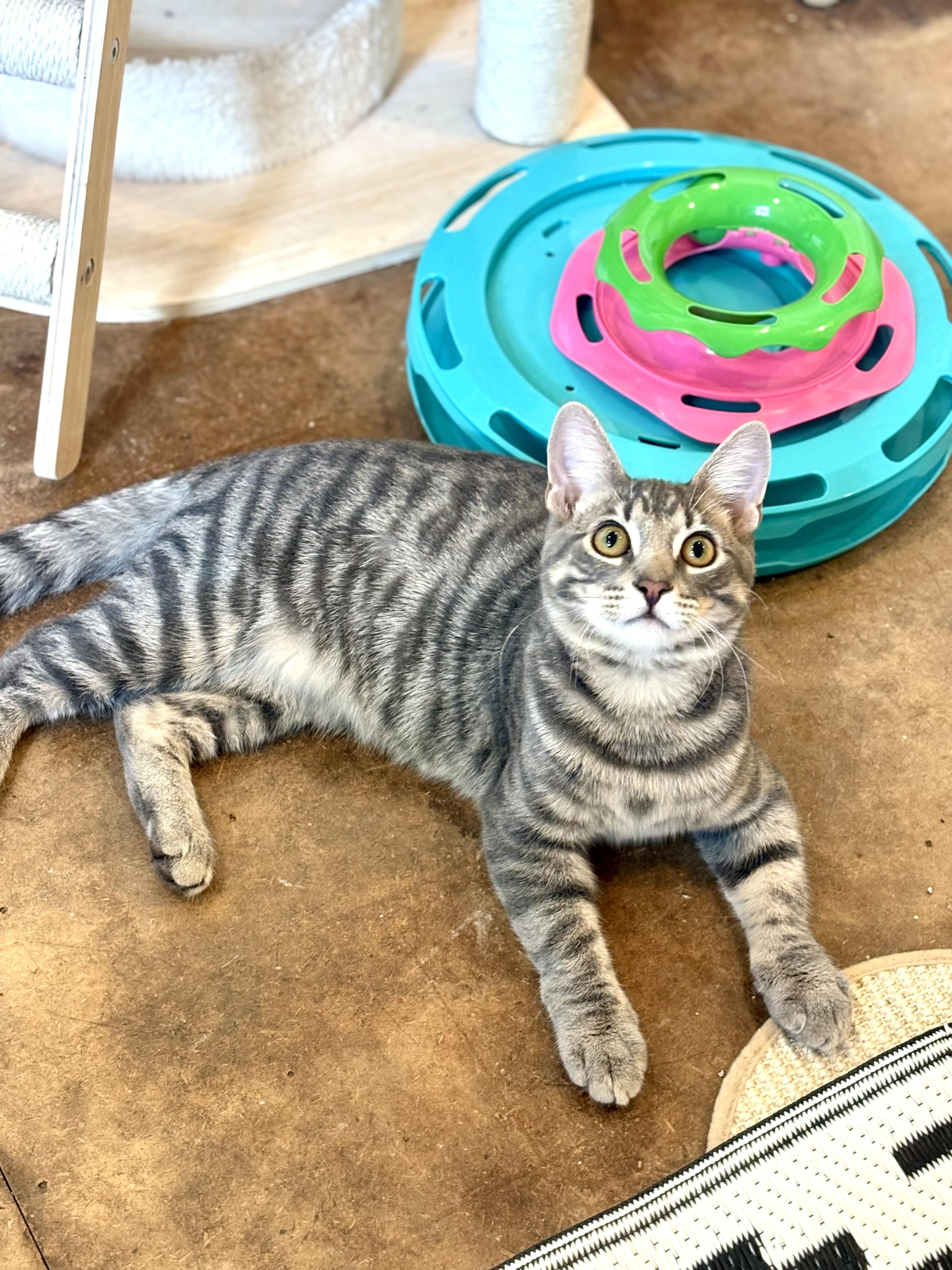 Enlarge Benji, a Adoptable Domestic Short Hair in Warrenville, IL image 1/4