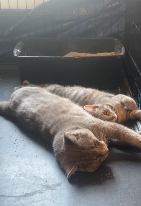 Enlarge Benji, a Adoptable Domestic Short Hair in Warrenville, IL image 3/4