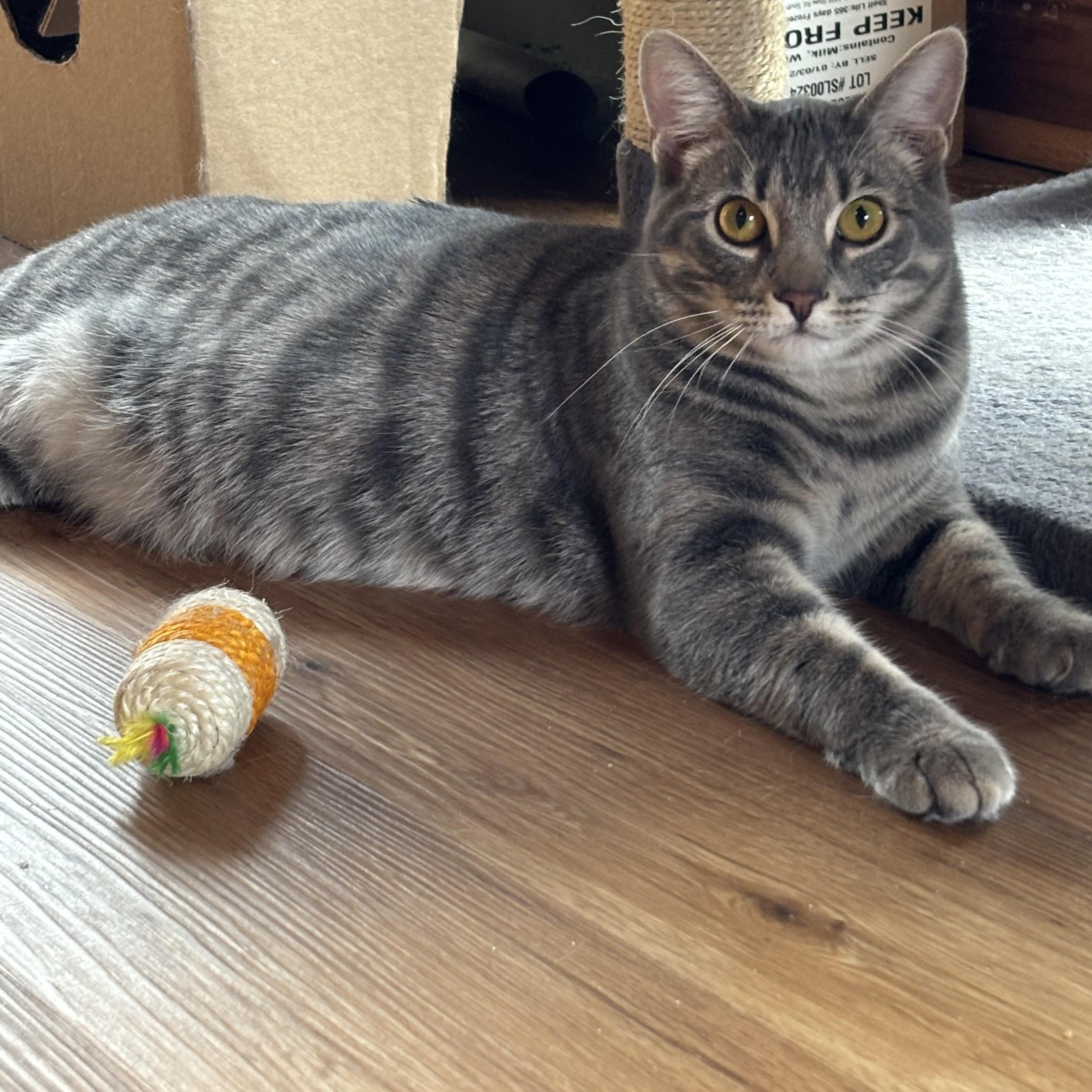 Benji, a Adoptable Domestic Short Hair in Warrenville, IL image 2/5