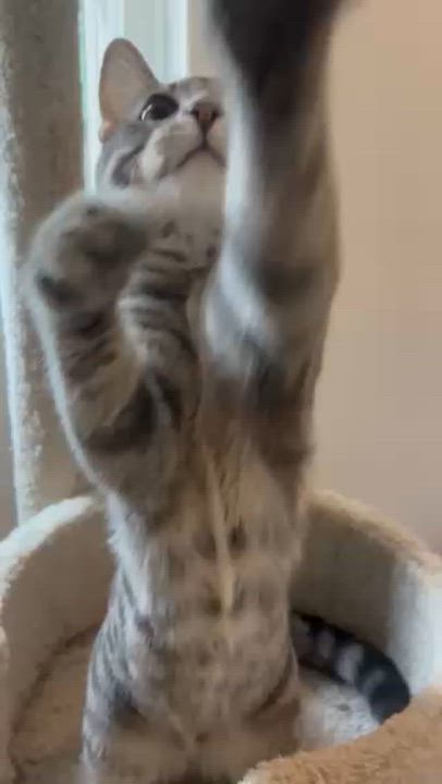 Enlarge Benji, a Adoptable Domestic Short Hair in Warrenville, IL video 4/4