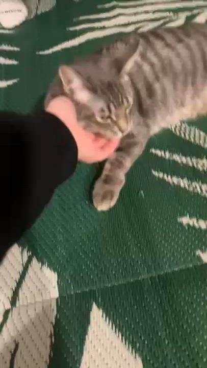 Enlarge Benji, a Adoptable Domestic Short Hair in Warrenville, IL video 5/5
