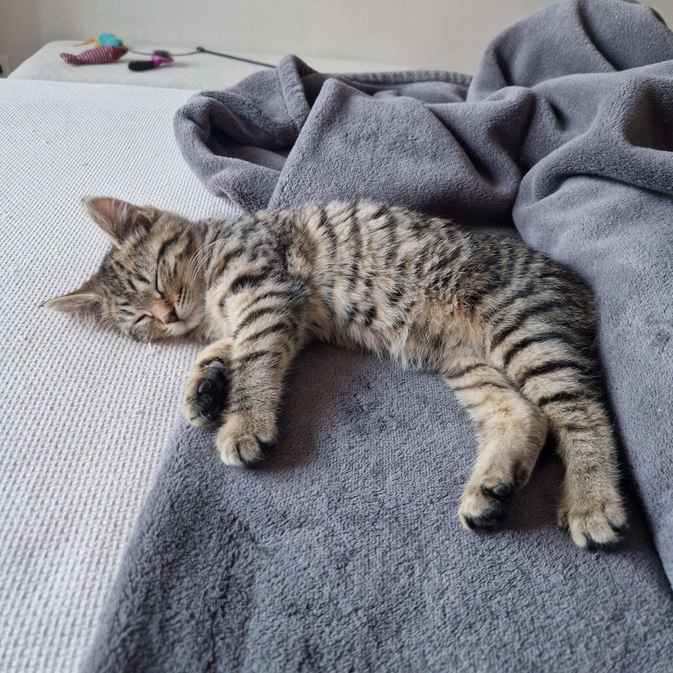 Enlarge Startle, a ADOPTABLE Domestic Short Hair in BROOKLYN, NY image 3/6