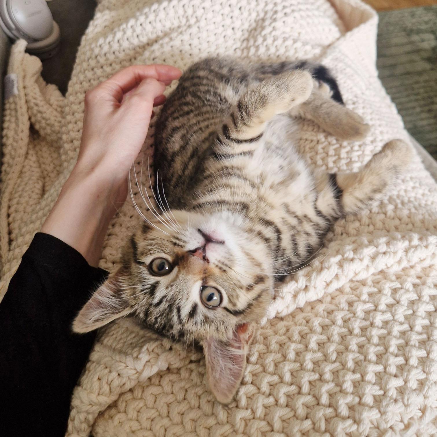 Startle, ADOPTABLE, Kitten Female Domestic Short Hair.