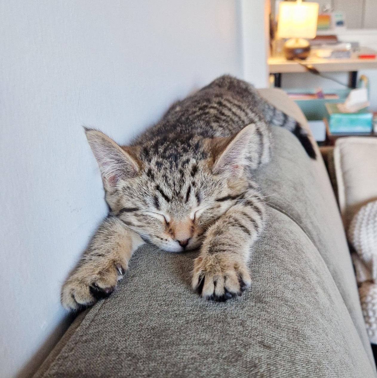 Enlarge Startle, a ADOPTABLE Domestic Short Hair in BROOKLYN, NY image 6/6