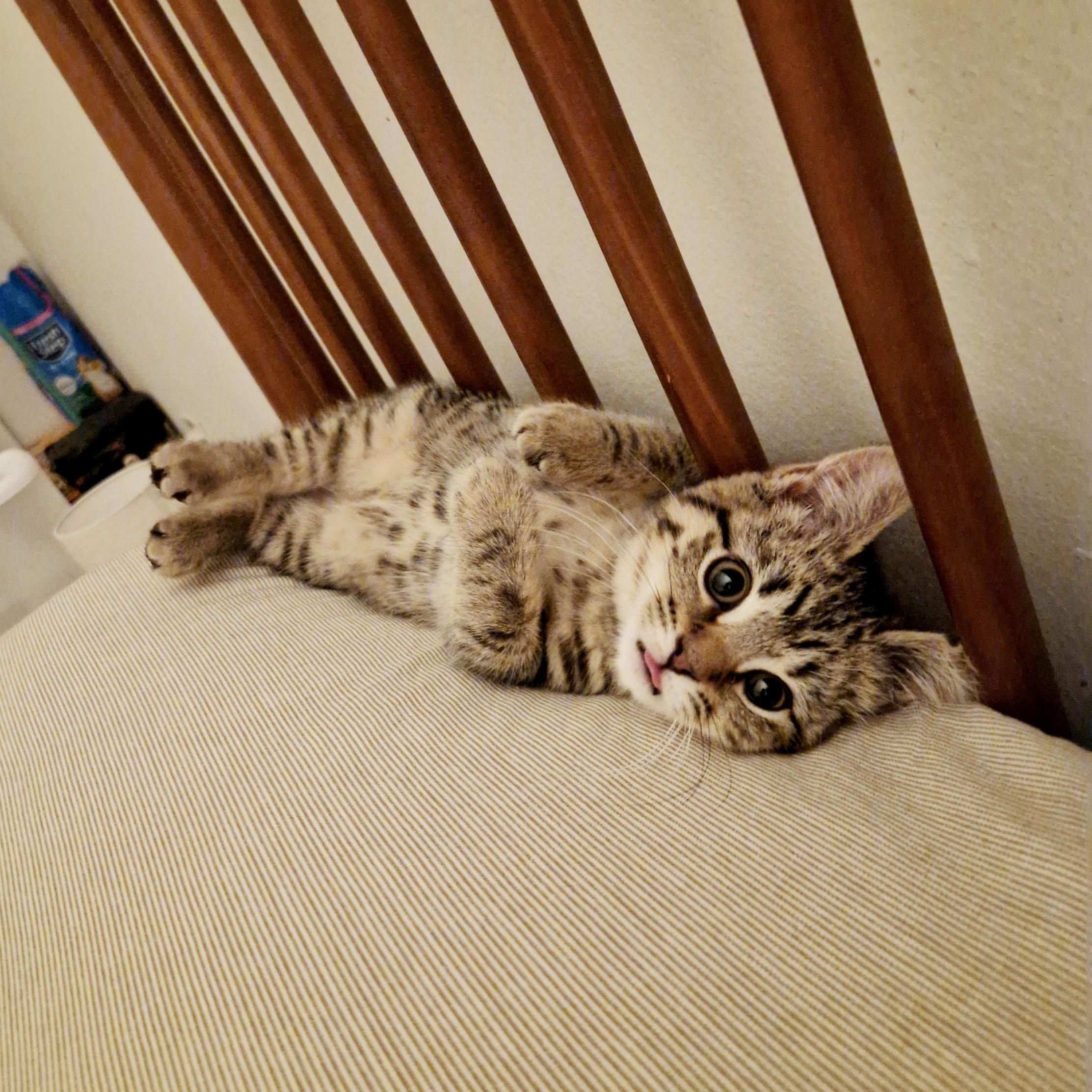 Enlarge Startle, a ADOPTABLE Domestic Short Hair in BROOKLYN, NY image 5/6