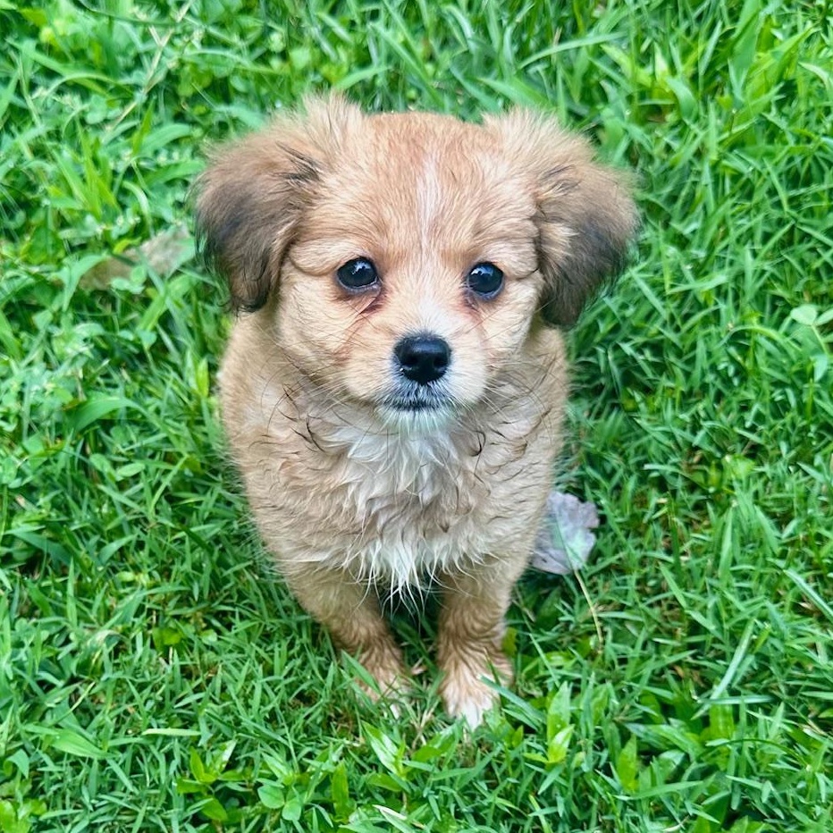 Minnie