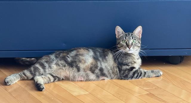 Enlarge Dixie, a Adoptable Tabby in Stanstead, QC image 3/4