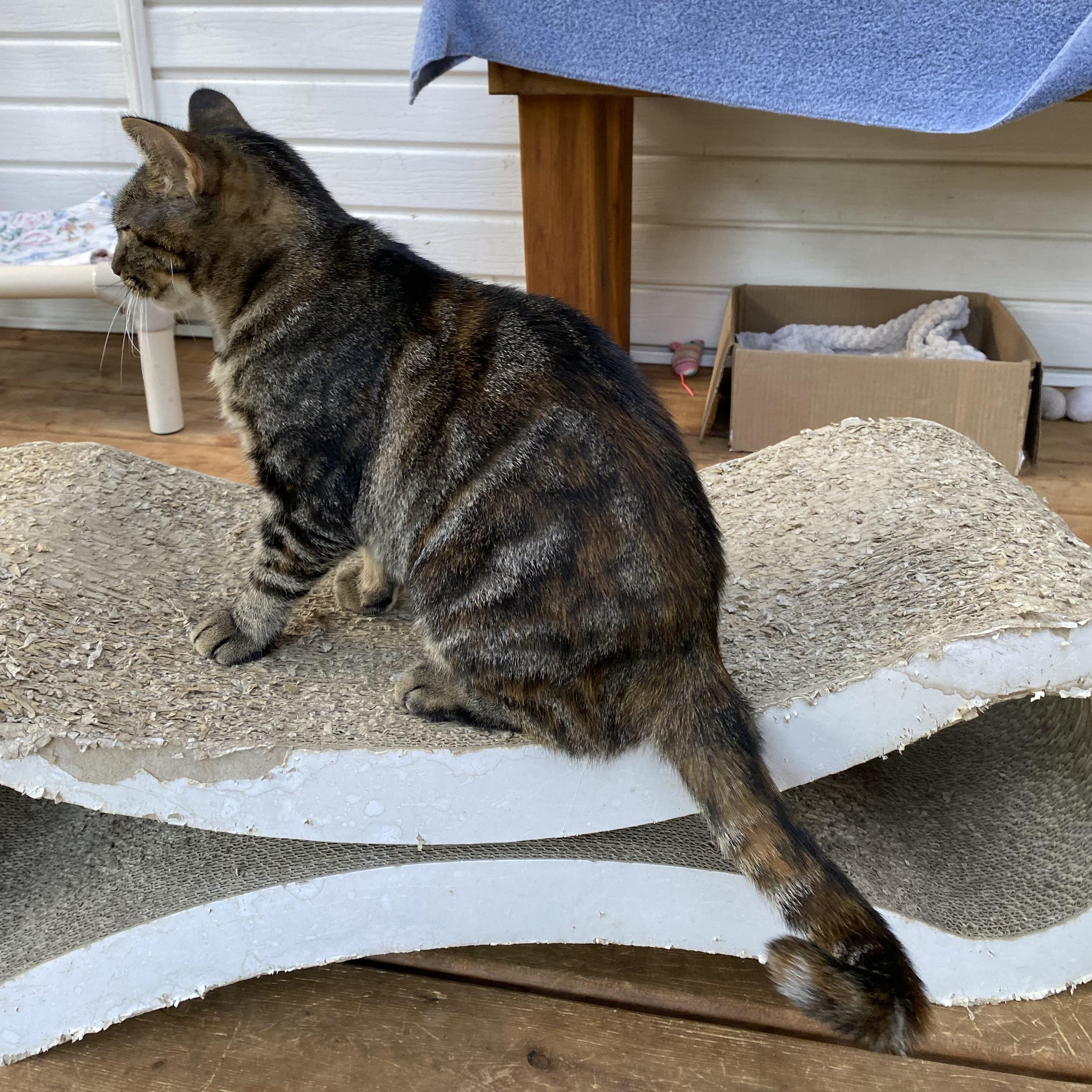 Enlarge Dixie, a Adoptable Tabby in Stanstead, QC image 2/4