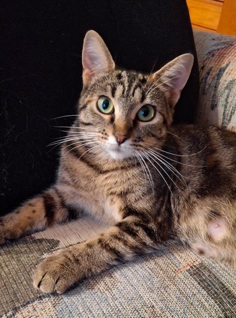 Enlarge Dixie, a Adoptable Tabby in Stanstead, QC image 4/4