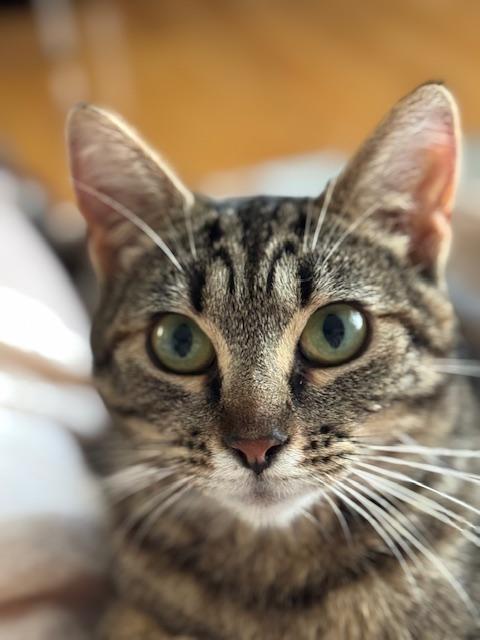 Enlarge Dixie, a Adoptable Tabby in Stanstead, QC image 1/4