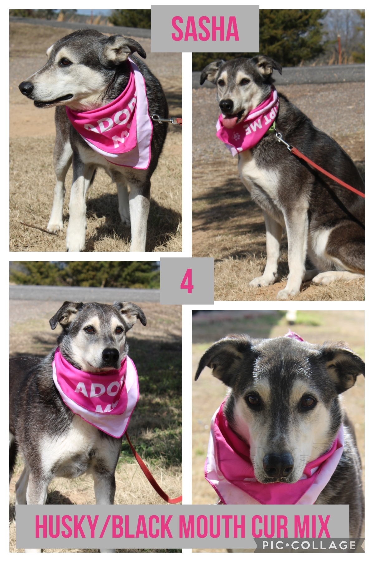 Enlarge Sasha, a Adoptable mixed breed in Ashdown, AR image 1/2