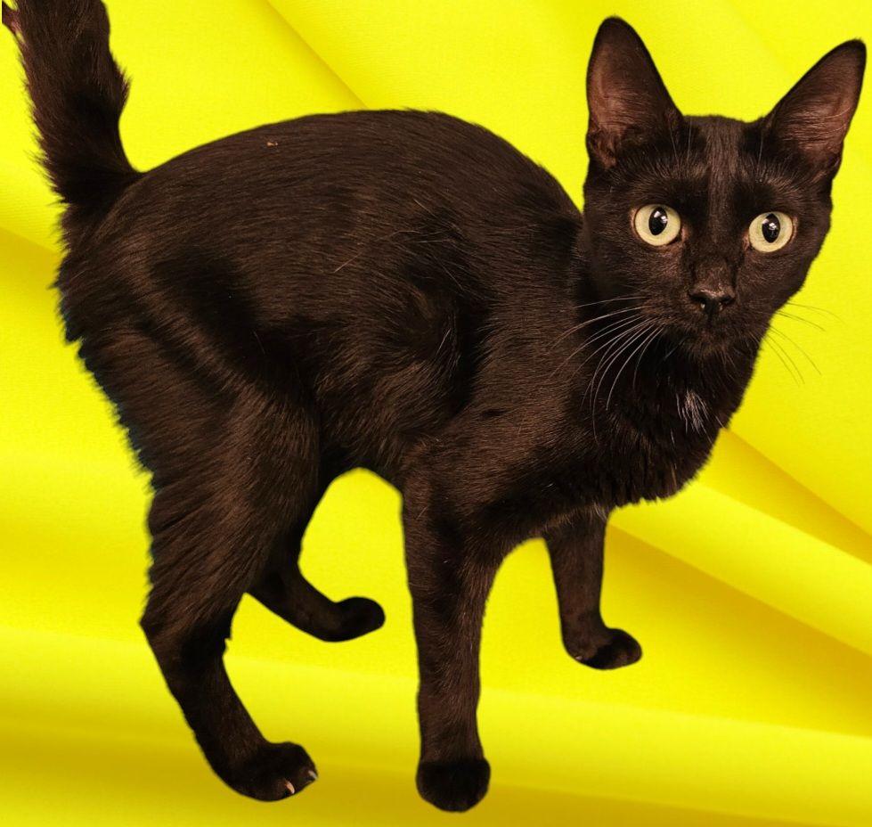 Cat for adoption Tindra, a Domestic Short Hair & Bombay Mix in New