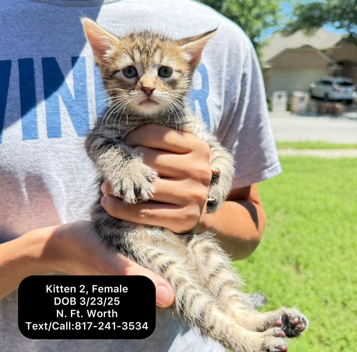Kitten 2, Adopted, Kitten Female Tabby.