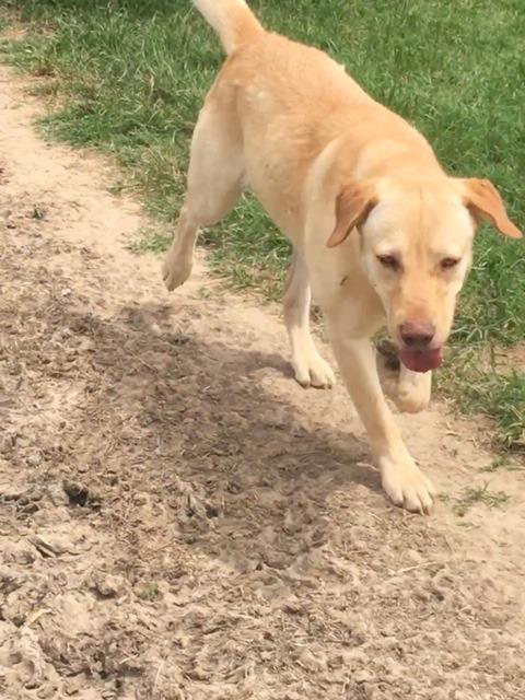 SUNSHINE, Adoptable, Adult Female Yellow Labrador Retriever.