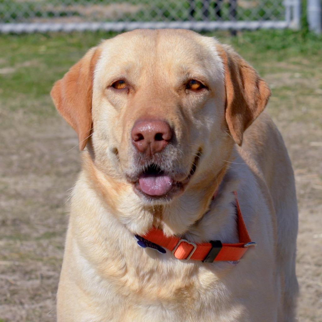 Enlarge SUNSHINE, a Adoptable Yellow Labrador Retriever in Quinlan, TX image 2/5