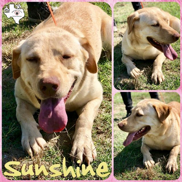 SUNSHINE, a Adoptable Yellow Labrador Retriever in Quinlan, TX image 3/5