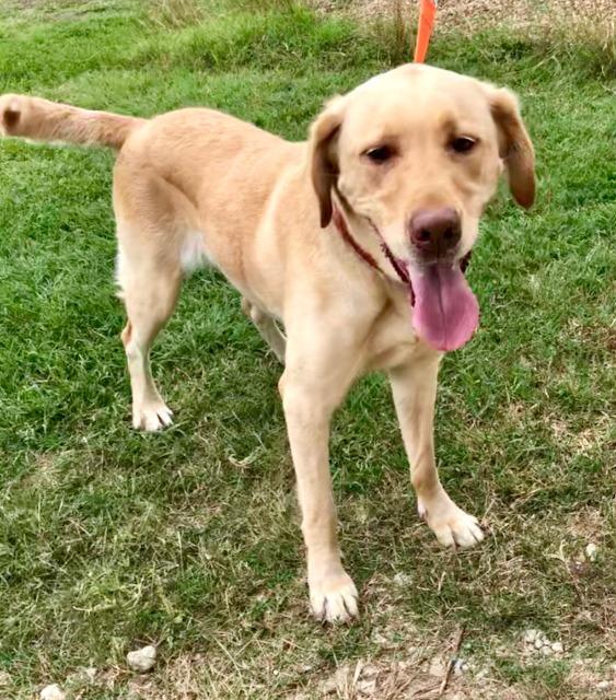 Enlarge SUNSHINE, a Adoptable Yellow Labrador Retriever in Quinlan, TX image 5/5