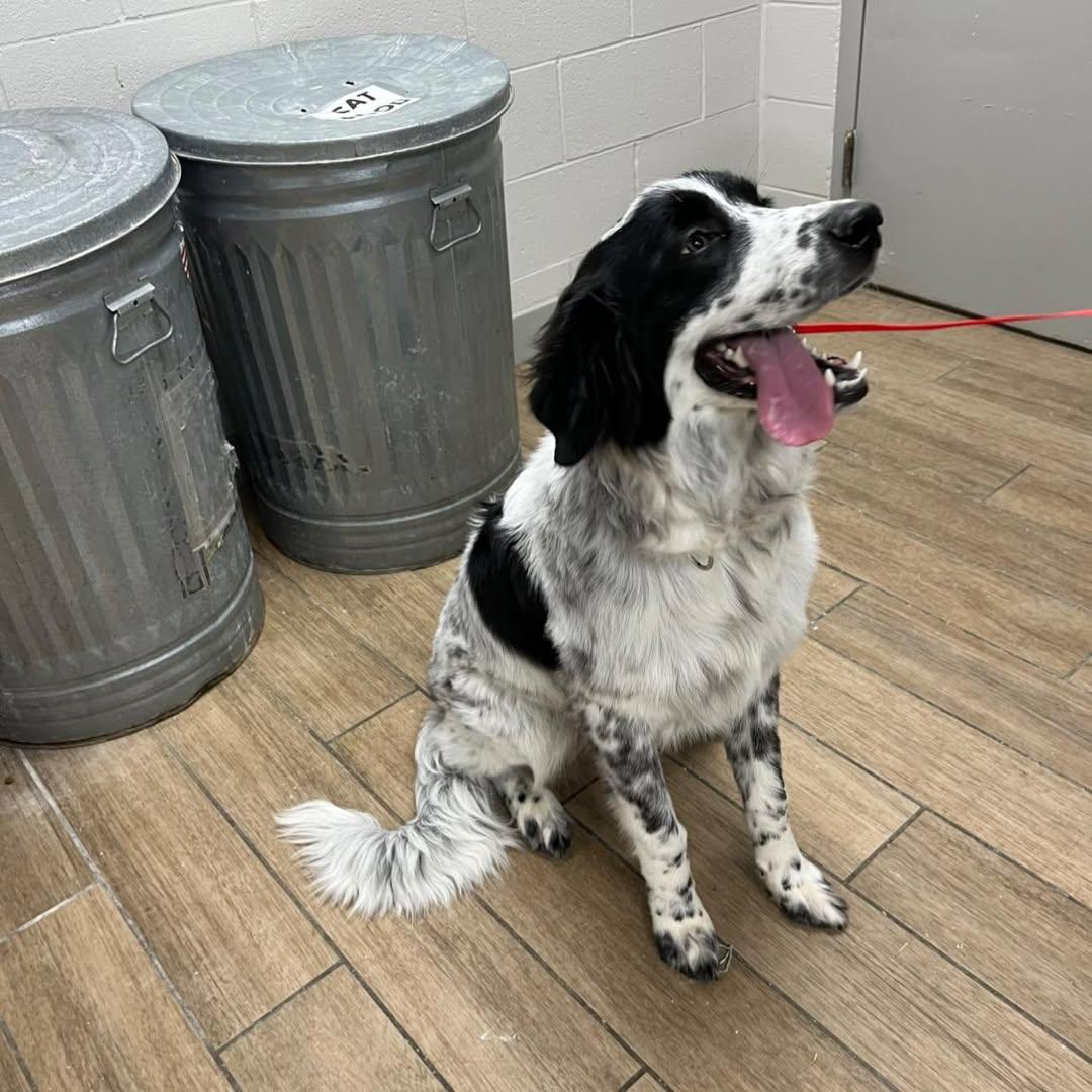 Dot, Adoptable, Young Male Australian Shepherd.