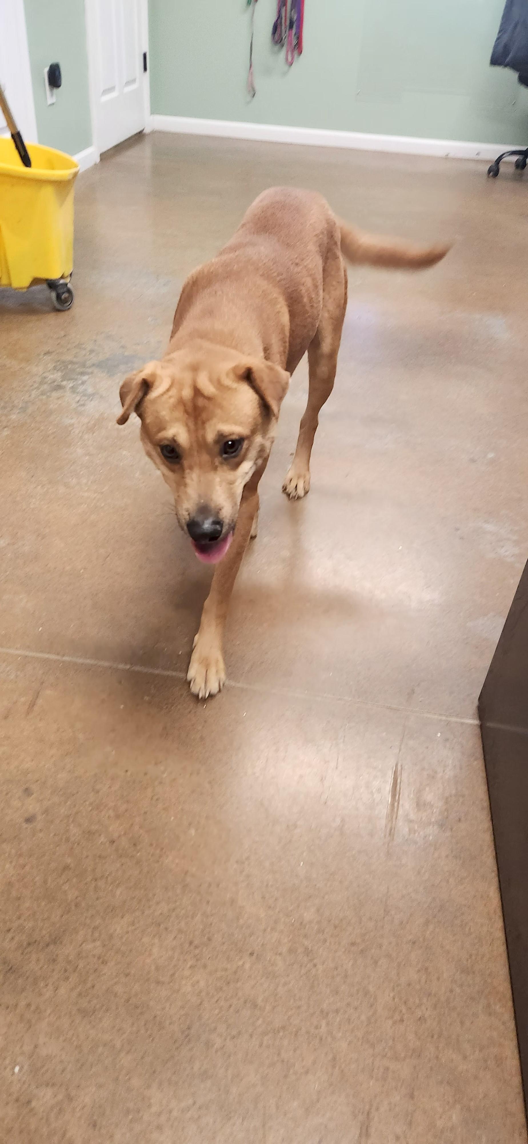 Enlarge Moe, a ADOPTABLE mixed breed in Boonville, MO image 1/1