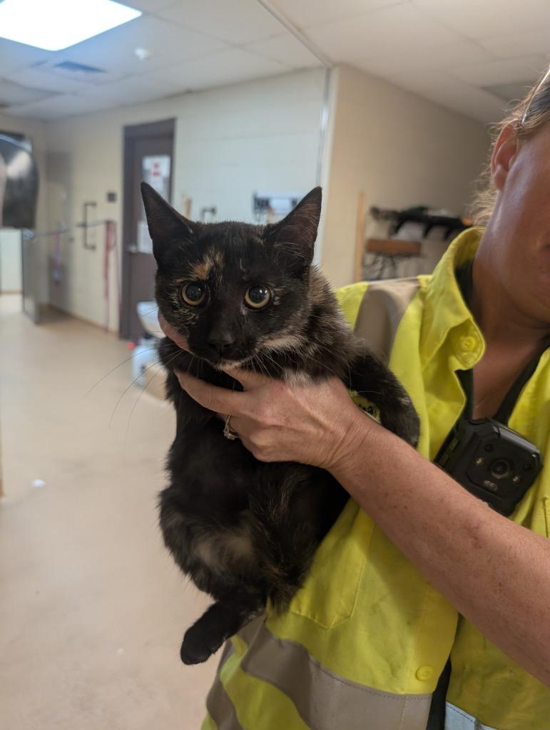 Ducky, Adoptable, Young Female Tabby.
