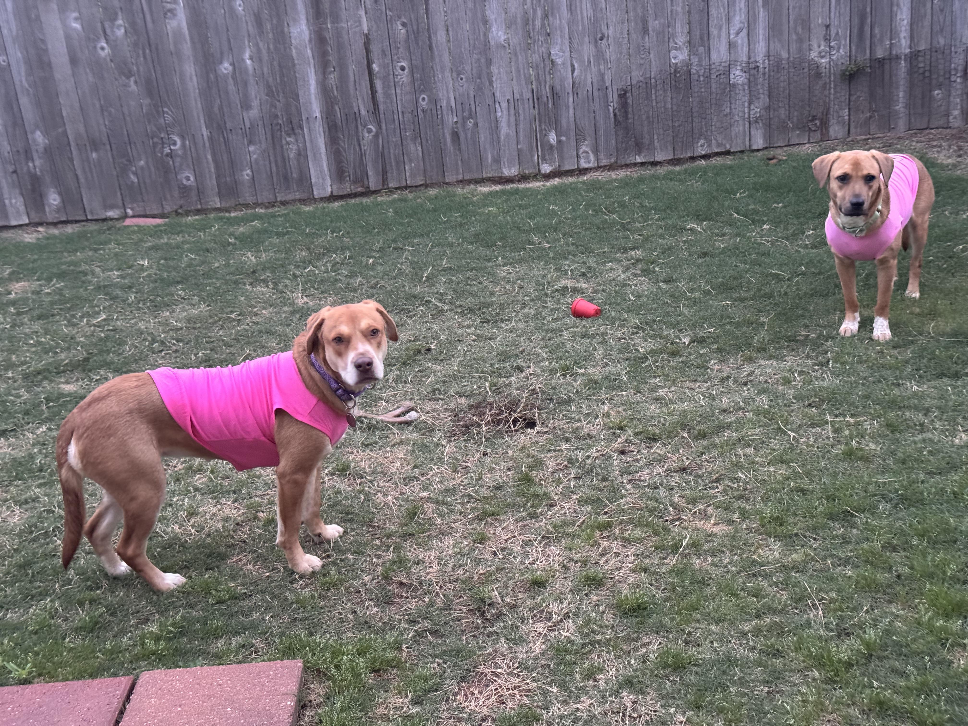 Enlarge Molly, a Adoptable mixed breed in Mooresville, NC image 4/5