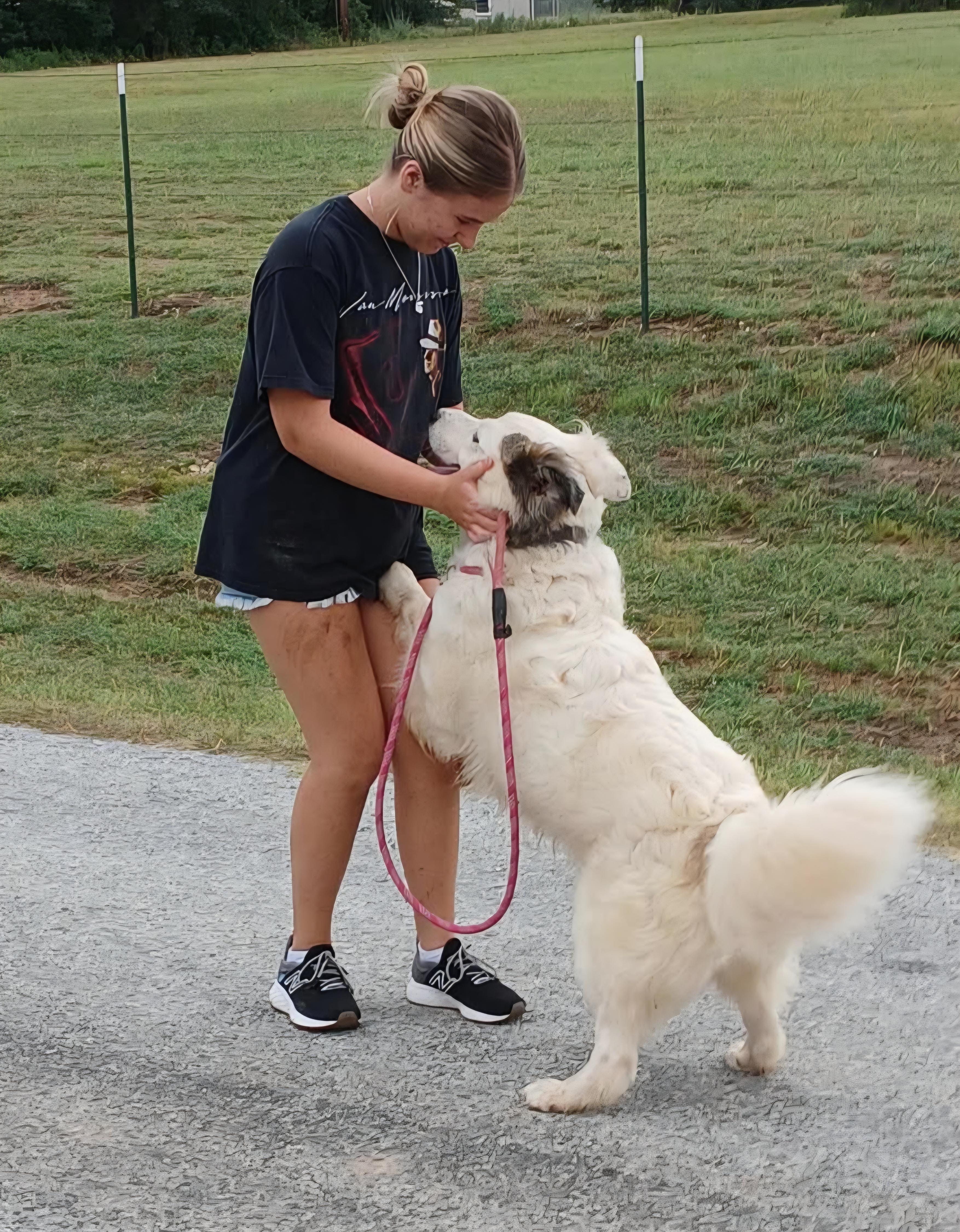 Beaker, Adopted, Adult Male Great Pyrenees & Anatolian Shepherd.
