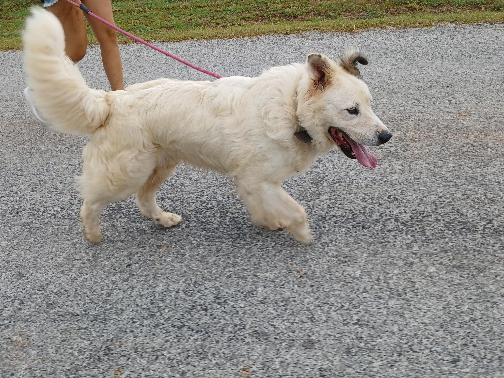 Enlarge Beaker, a Adopted mixed breed in Nocona, TX image 4/4